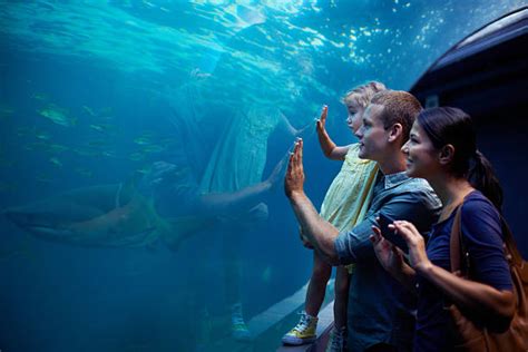 45,600+ Smiling Fish Stock Photos, Pictures & Royalty.